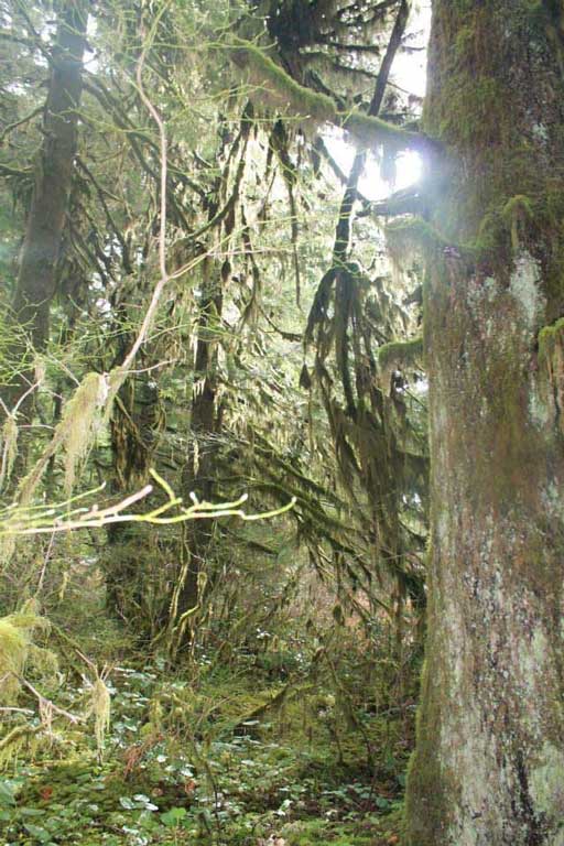 Photo couleur un paysage forestier verdoyant, avec des cèdres aux troncs et branches couverts de mousse et une riche végétation verte au sol.