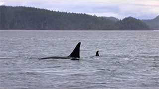 The dorsal fins of a large and a small killer whale break the surface of the ocean, behind which a forested shoreline appears.
