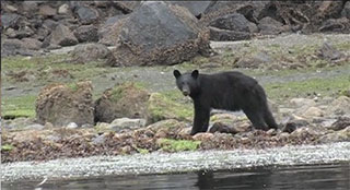 A small black bear faces the camera while standing on the shore foraging for food.