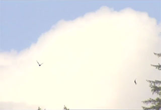 Deux oiseaux volent dans le ciel devant un gros nuage blanc.