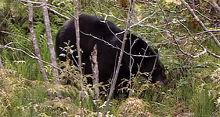 A black bear stands in the woods. The bear appears to be foraging for food in a setting of twigs, ferns and undergrowth.