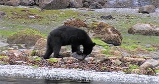 A black bear is turning over a rock on a beach in a search for food. 