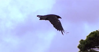 A raven in flight with wings stretched out appears against a slightly cloudy blue sky background.