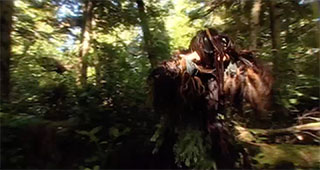 A potlatch dancer moves through the forest, his face and body covered by dance costume.