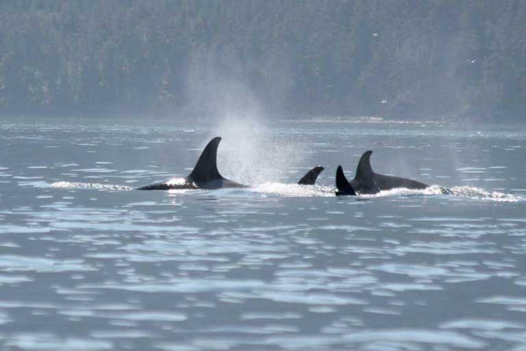 Small group or pod of four orca swimming together with dorsal fins breaking surface.