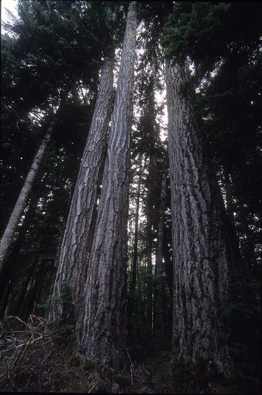 Three large, tall trees dominate this forest image, towering over the viewer as they reach for the sky.
