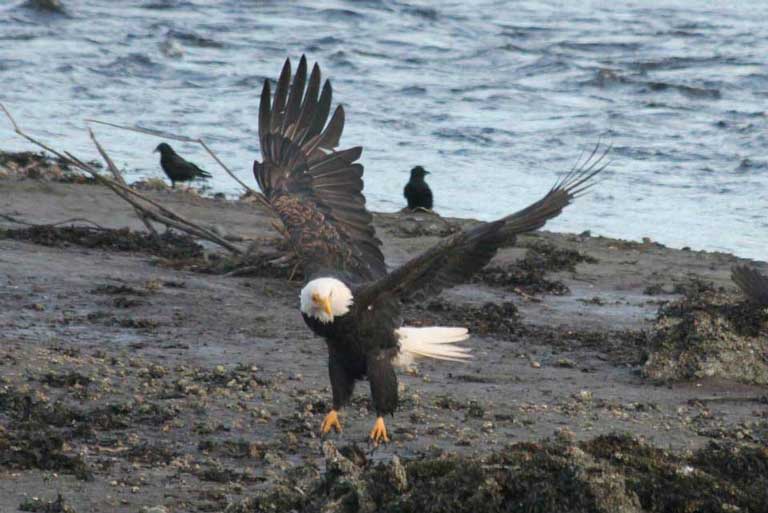 Adult male bald eagle is landing on a beach, wings stitched out dramatically and legs extended.