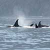 Orca whales in Johnstone Strait, 2014