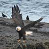 Bald eagle lands on beach, 2014