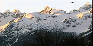 A snow-covered mountain range with an eagle flying overhead. There is a band of blue sky above the mountain peaks.