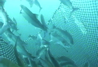 Des saumons nagent dans l’océan, sur le point d’être pris dans le filet d’un pêcheur.